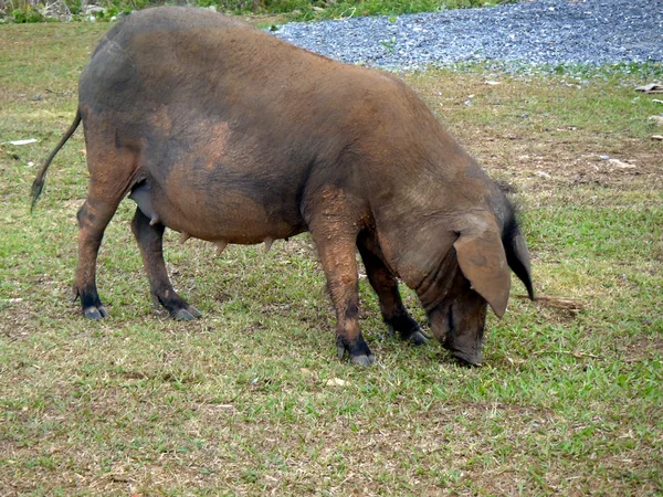 Одинокая свинья — стоковое фото