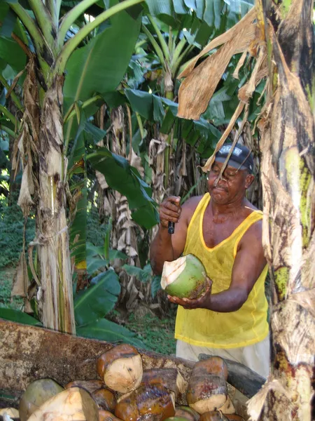 Coconut seller — Stock Photo, Image