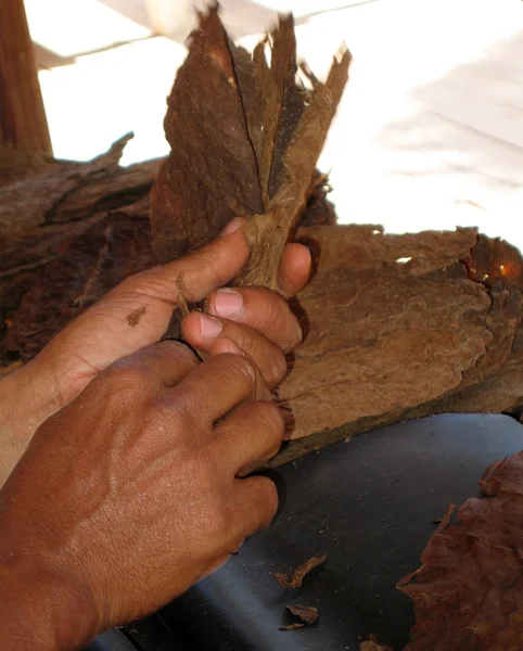 Preparing cigar — Stock Photo, Image