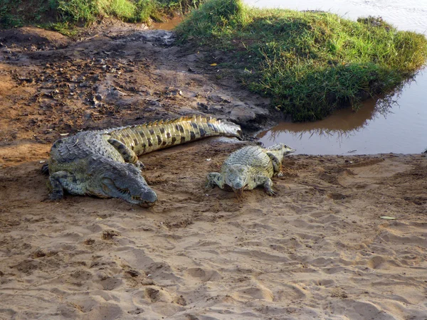 Paar van krokodillen — Stockfoto