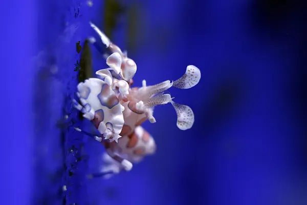 Harlequin shrimp - Hymenocera elegans — Stock Photo, Image