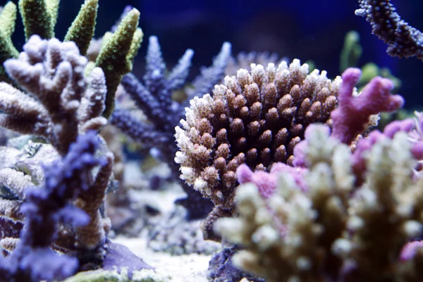 Coral scene — Stock Photo, Image