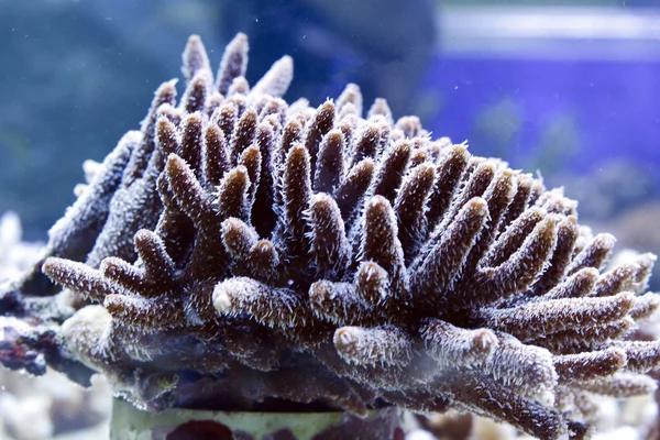Scena di corallo — Foto Stock