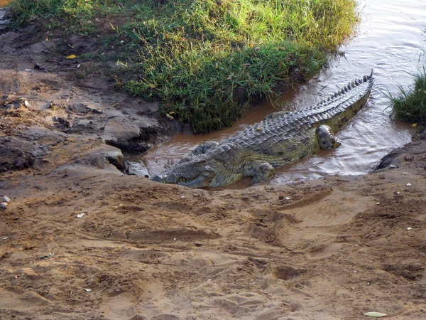 Afrikaanse krokodil — Stockfoto