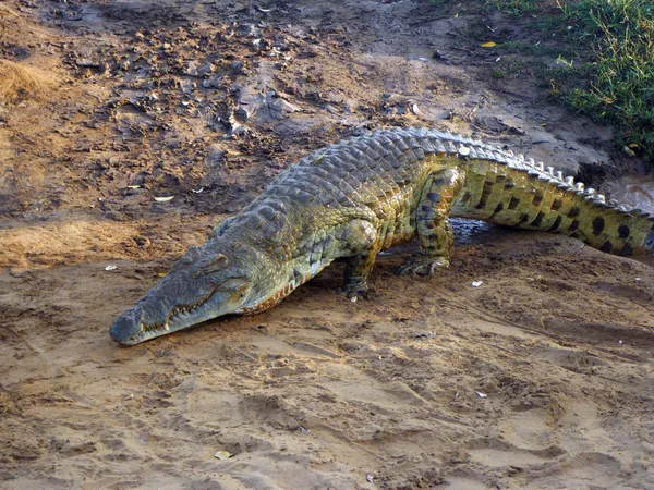 Afrikaanse krokodil — Stockfoto