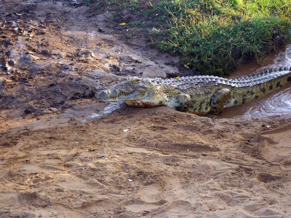 Afrikaanse krokodil — Stockfoto