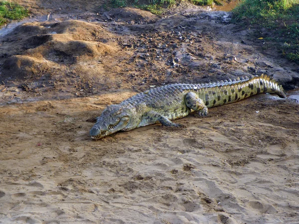 Afrikaanse krokodil — Stockfoto