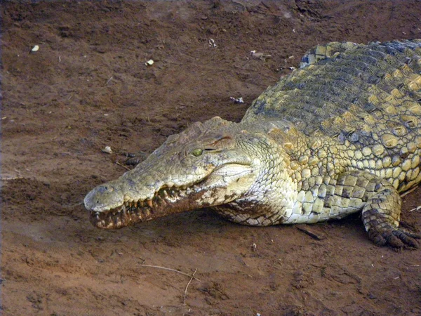 Buaya menutup — Stok Foto