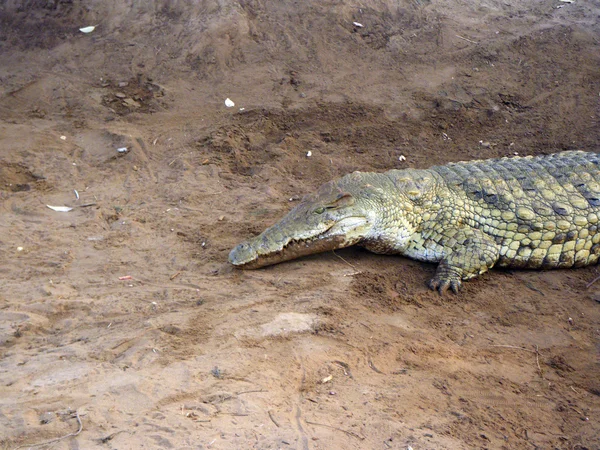 Krokodil close-up — Stockfoto