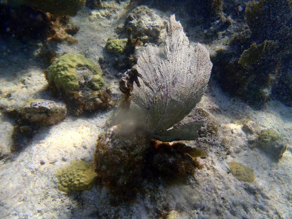 Corais no caribe — Fotografia de Stock