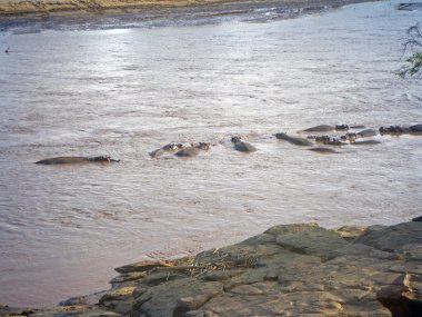 Kenya'da Hippo Havuzu