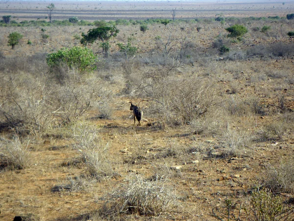 Hiena em kenya — Fotografia de Stock