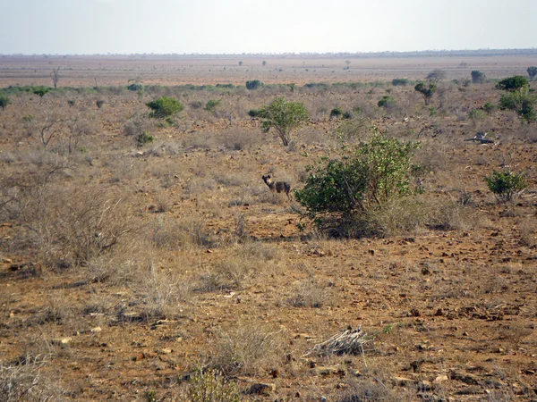 Hiena em kenya — Fotografia de Stock