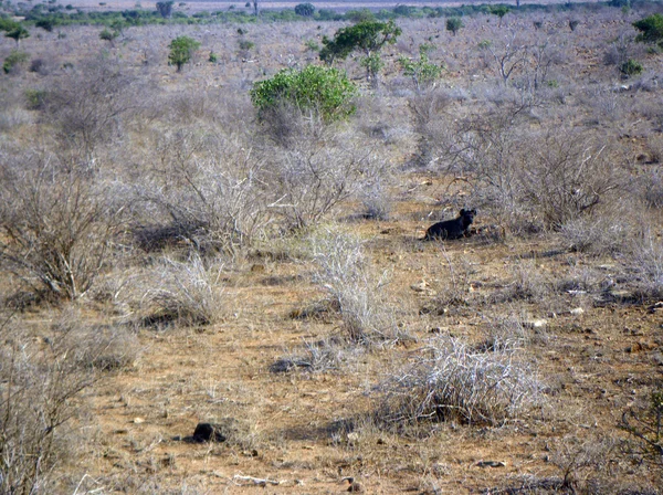 Hyena i kenya — Stockfoto