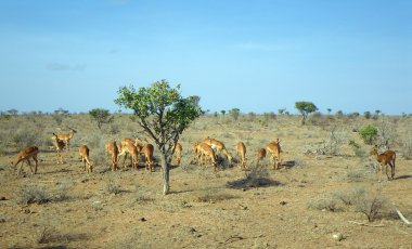 Young gazelles at lunch