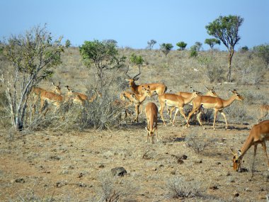 Young gazelles at lunch