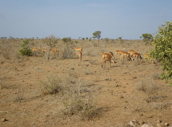 Young gazelles at lunch — Stock Photo, Image