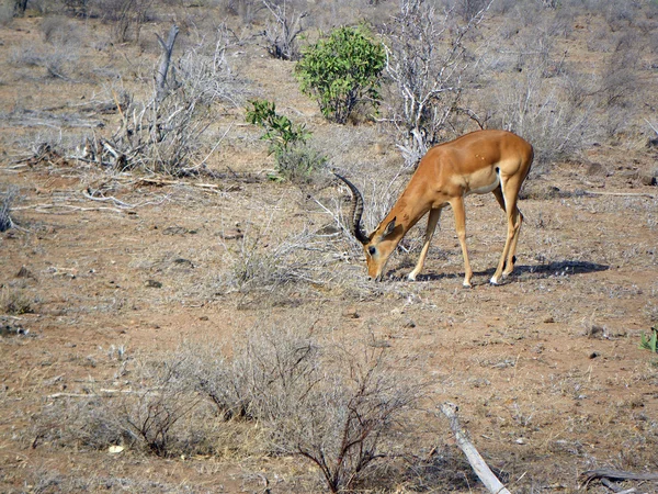 Männliche Impala — Stockfoto