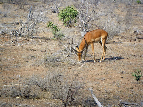 Impala macho — Fotografia de Stock