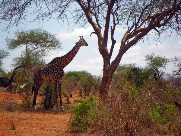 Girafa — Fotografia de Stock