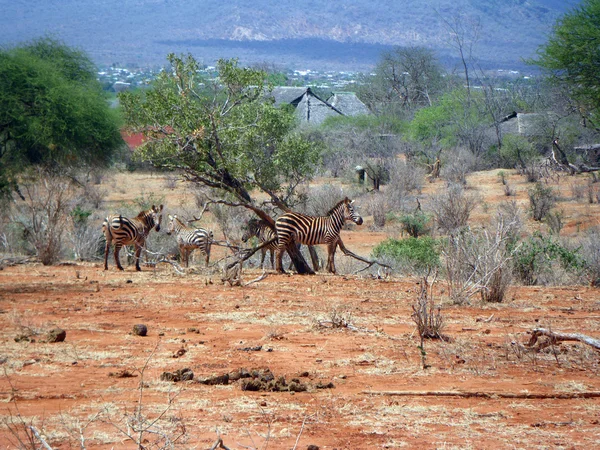 Zebras — Stockfoto