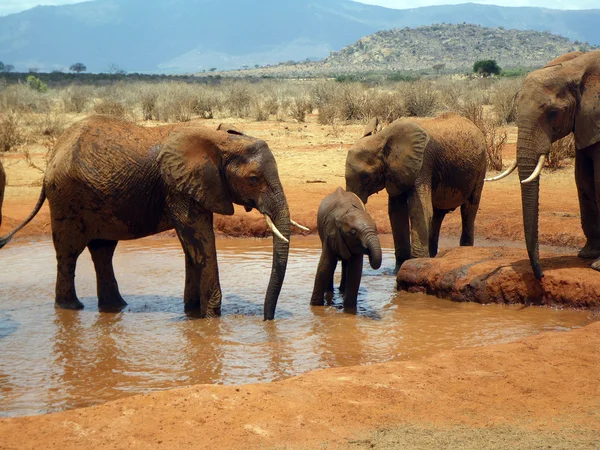 Słonie w tsavo — Zdjęcie stockowe