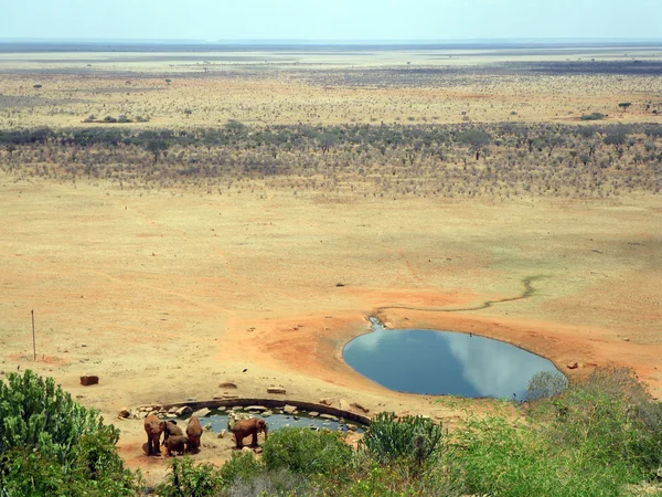 Elefantes em Tsavo — Fotografia de Stock