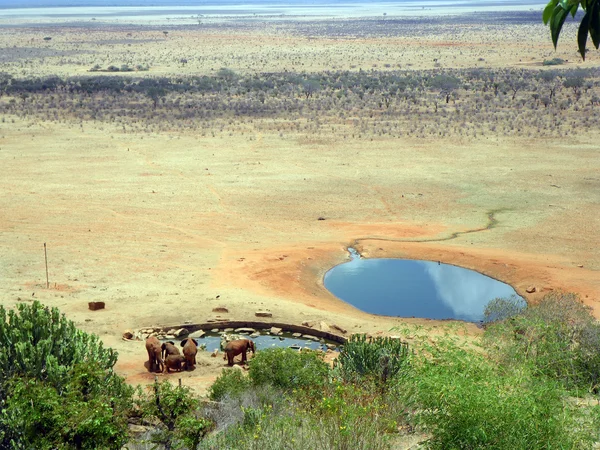 Слони в Тсаво — стокове фото