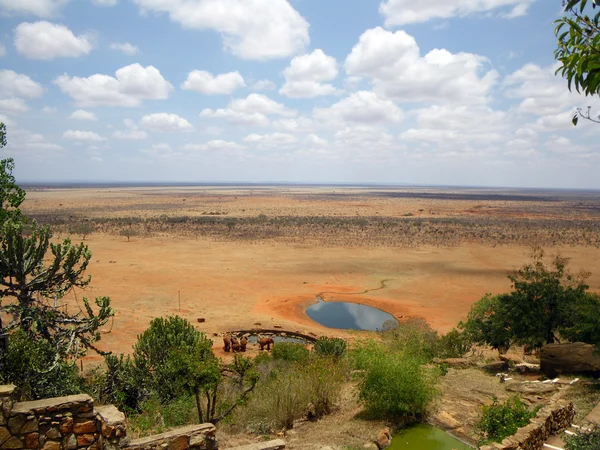 Słonie w tsavo — Zdjęcie stockowe