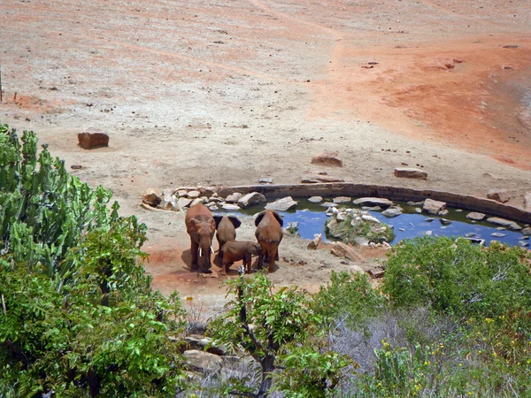 Elefanter i tsavo — Stockfoto