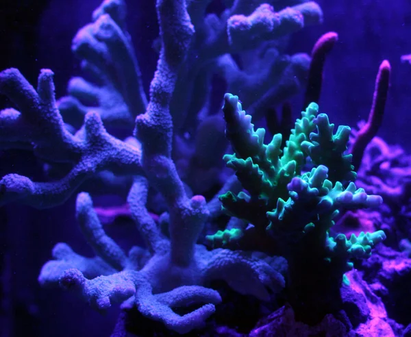 Coral fluorescente — Foto de Stock