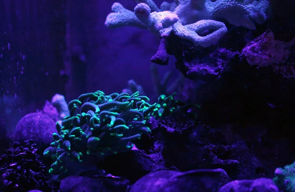 Coral fluorescente —  Fotos de Stock