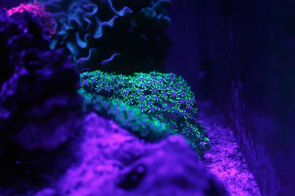 Fluorescerende koraal — Stockfoto