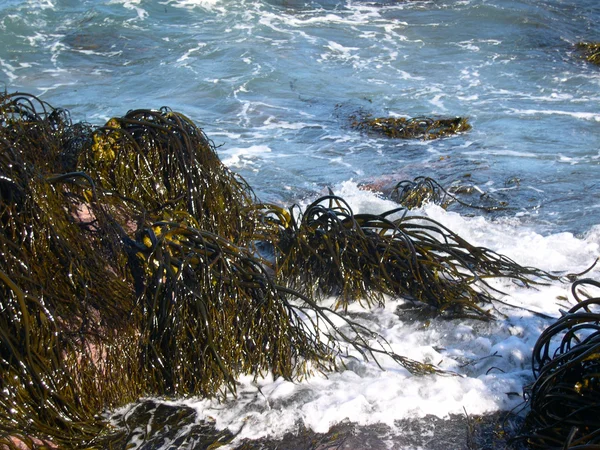 Alghe marine — Foto Stock
