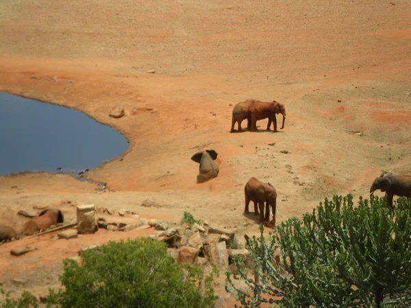 Éléphants — Photo