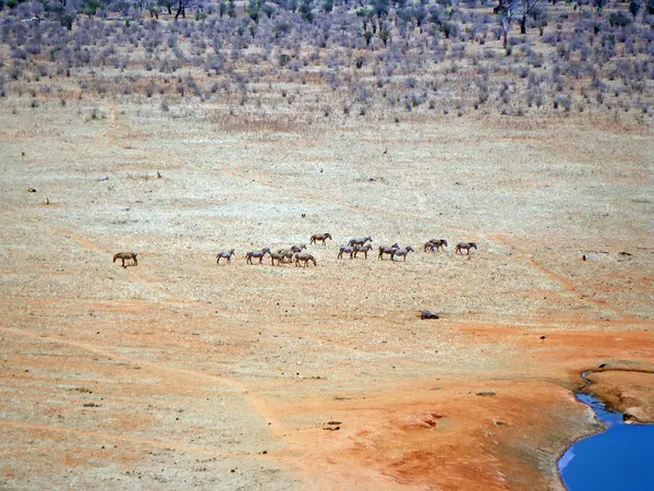 Tsavo east nationalpark — Stockfoto