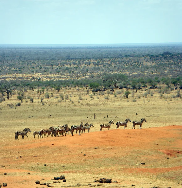 Tsavo east nationalpark — Stockfoto