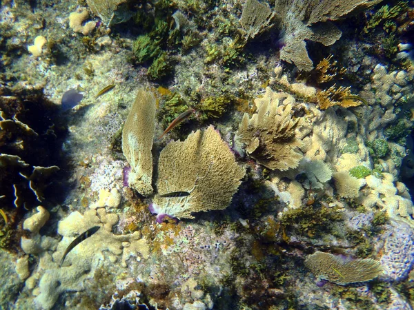 Mar del Caribe — Foto de Stock