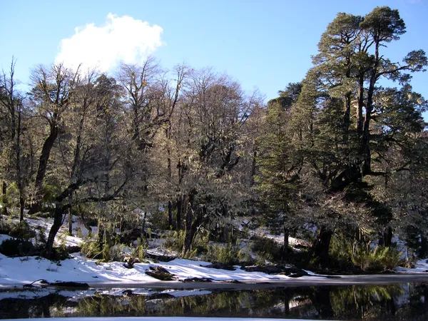 Skogen med snö — Stockfoto