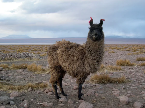 En lama — Stockfoto