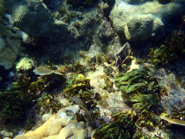 Praia de El Coral — Fotografia de Stock