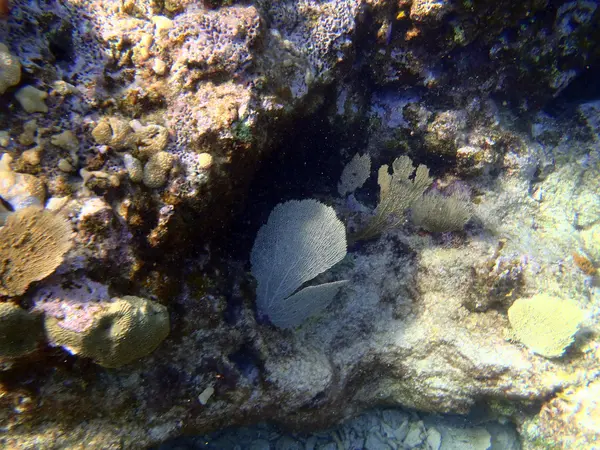 El Coral Strand — Stockfoto