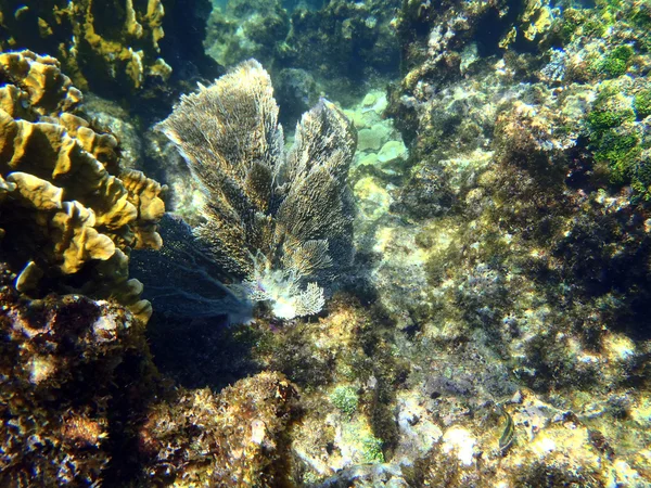 Praia de El Coral — Fotografia de Stock