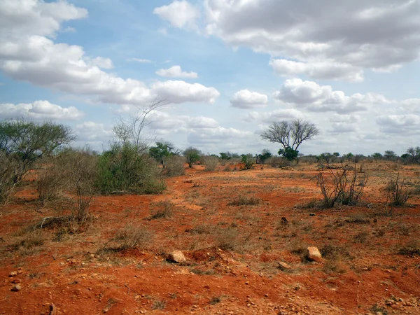 Sabana africana — Foto de Stock