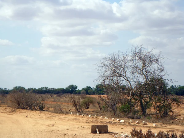 Afrikansk savanne – stockfoto