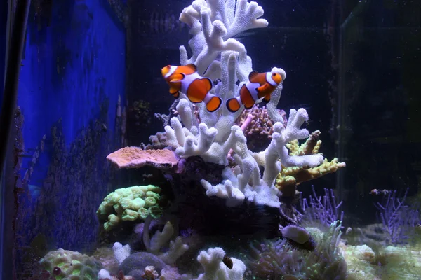 Aquarium with corals — Stock Photo, Image