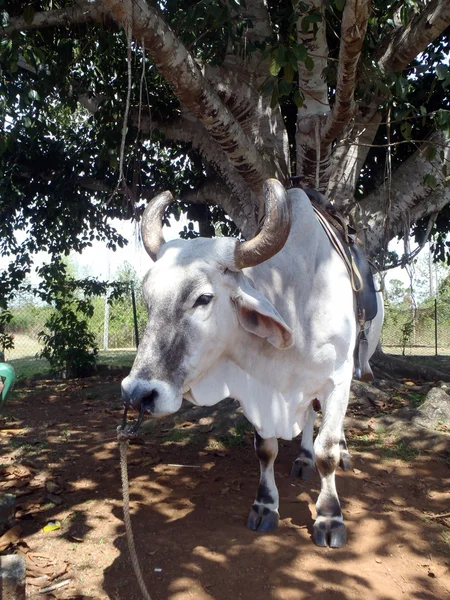 Un bufalo — Foto Stock