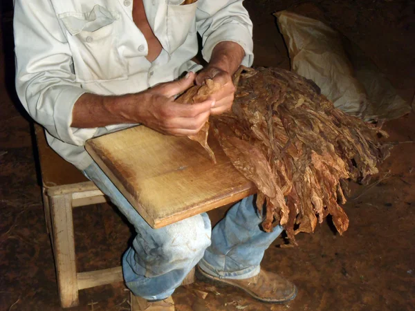 Bir "puro Kübalı", pinar del rio hazırlanıyor — Stok fotoğraf