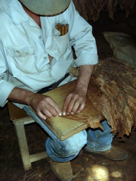 Preparing a "Puro Cubano", Pinar del Rio — Stock Photo, Image