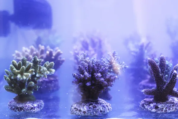 Mooi koraal — Stockfoto